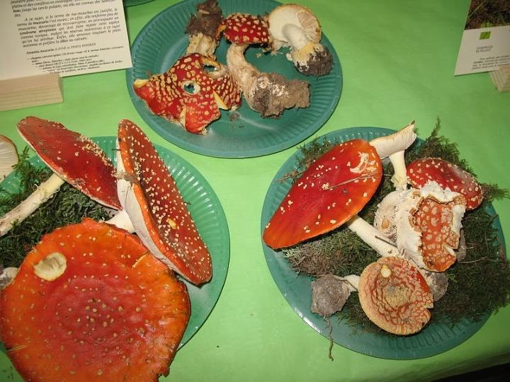 2008 10 Expo Bergerie Rambouillet 41